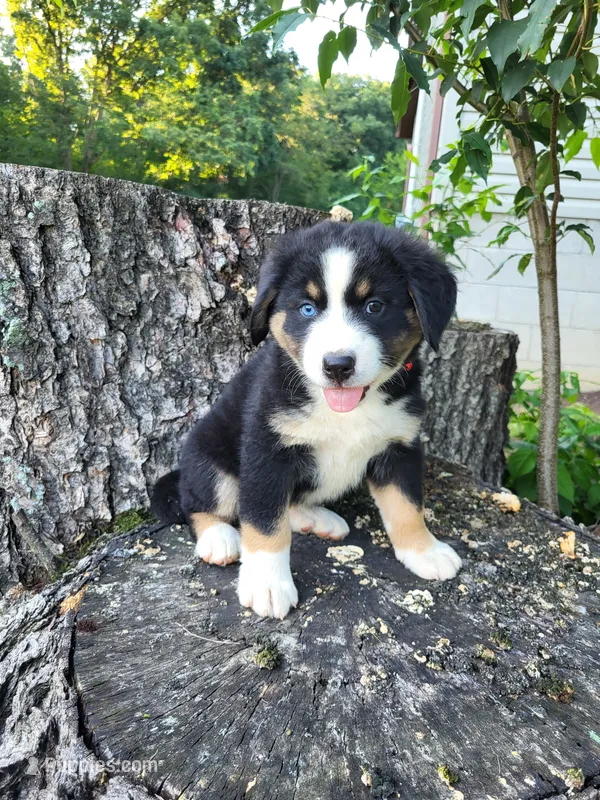 Luna – Bernese Mountain Dog, Siberian Husky puppy for sale in Jeromesville, OH