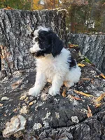 Oreo, a male Poodle - Miniature  for sale in Jeromesville, OH – 5 of 6