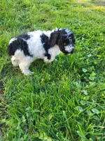 Ricky , a male Poodle - Miniature  for sale in Jeromesville, OH – 5 of 6