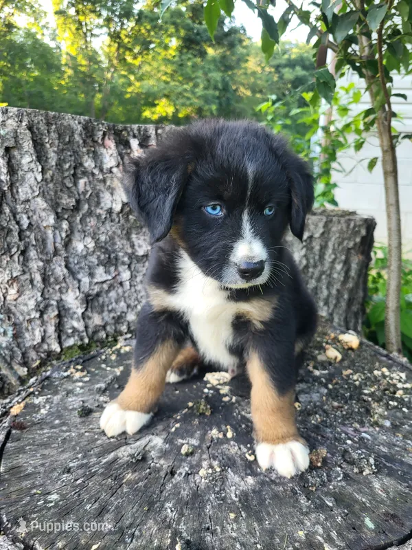 Teddy  – Bernese Mountain Dog, Siberian Husky puppy for sale in Jeromesville, OH