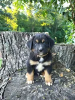Oliver, a male Bernese Mountain Dog and Siberian Husky for sale in Jeromesville, OH – 2 of 5