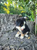 Luna, a female Bernese Mountain Dog and Siberian Husky for sale in Jeromesville, OH – 3 of 4