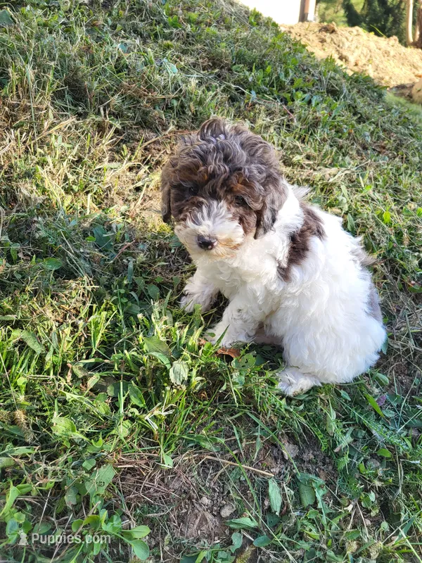 Peaches , a female Poodle - Miniature  for sale in Jeromesville, OH – 1 of 5