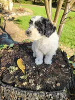Penny, a female Poodle - Miniature  for sale in Jeromesville, OH – 2 of 4