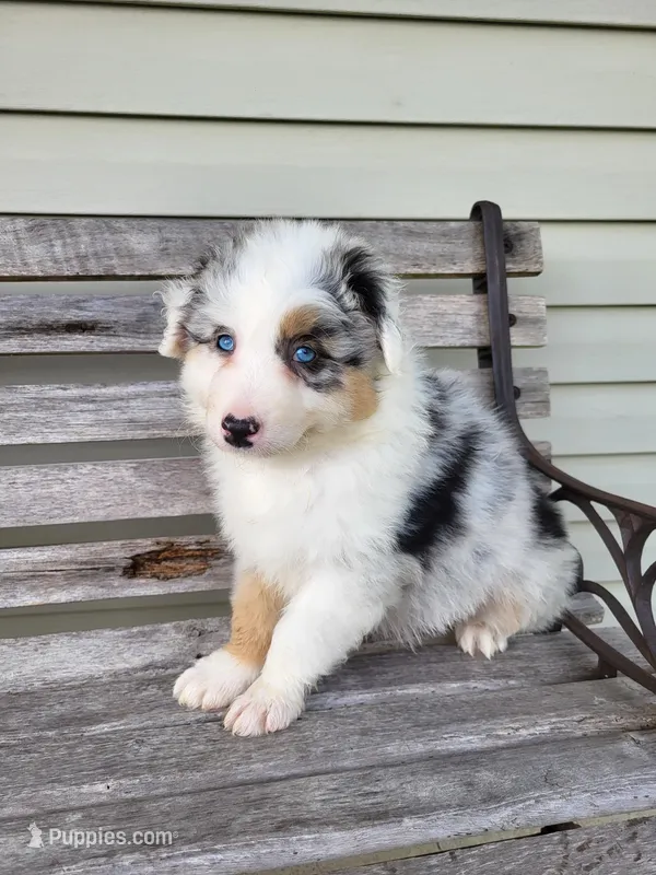 Sadie – Australian Shepherd puppy for sale in Jeromesville, OH