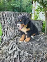 Jack , a male Bernese Mountain Dog for sale in Jeromesville, OH – 2 of 2