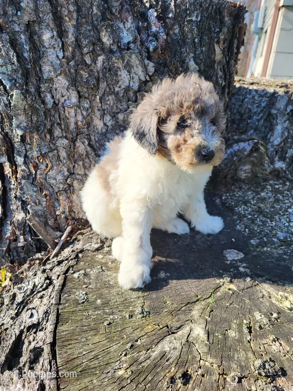 Penny  – Poodle - Miniature  puppy for sale in Jeromesville, OH