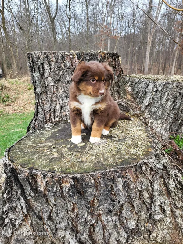 Dutchess  – Australian Shepherd puppy for sale in Jeromesville, OH