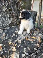 Oreo, a male Poodle - Miniature  for sale in Jeromesville, OH – 4 of 6