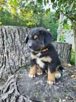 Oliver, a male Bernese Mountain Dog and Siberian Husky for sale in Jeromesville, OH – 3 of 5