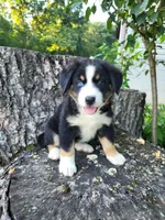 Luna, a female Bernese Mountain Dog and Siberian Husky for sale in Jeromesville, OH – 2 of 4