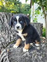 Charlie , a male Bernese Mountain Dog and Siberian Husky for sale in Jeromesville, OH – 2 of 2