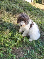 Peaches , a female Poodle - Miniature  for sale in Jeromesville, OH – 3 of 5