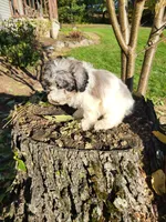 Corcky, a male Poodle - Miniature  for sale in Jeromesville, OH – 5 of 5