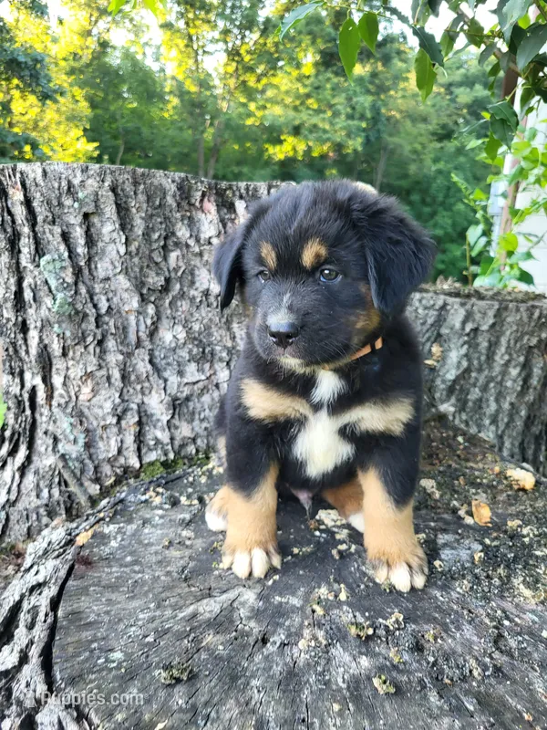 Oliver – Bernese Mountain Dog, Siberian Husky puppy for sale in Jeromesville, OH