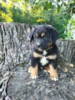 Oliver, a male Bernese Mountain Dog and Siberian Husky for sale in Jeromesville, OH – 1 of 5