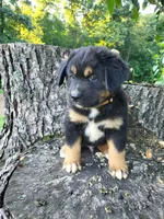 Oliver, a male Bernese Mountain Dog and Siberian Husky for sale in Jeromesville, OH – 5 of 5