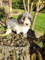 Corcky, a male Poodle - Miniature  for sale in Jeromesville, OH – 4 of 5
