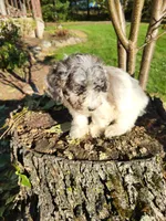 Corcky, a male Poodle - Miniature  for sale in Jeromesville, OH – 3 of 5