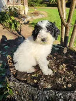 Penny, a female Poodle - Miniature  for sale in Jeromesville, OH – 4 of 4