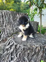 Buddy , a male Bernese Mountain Dog and Siberian Husky for sale in Jeromesville, OH – 4 of 4