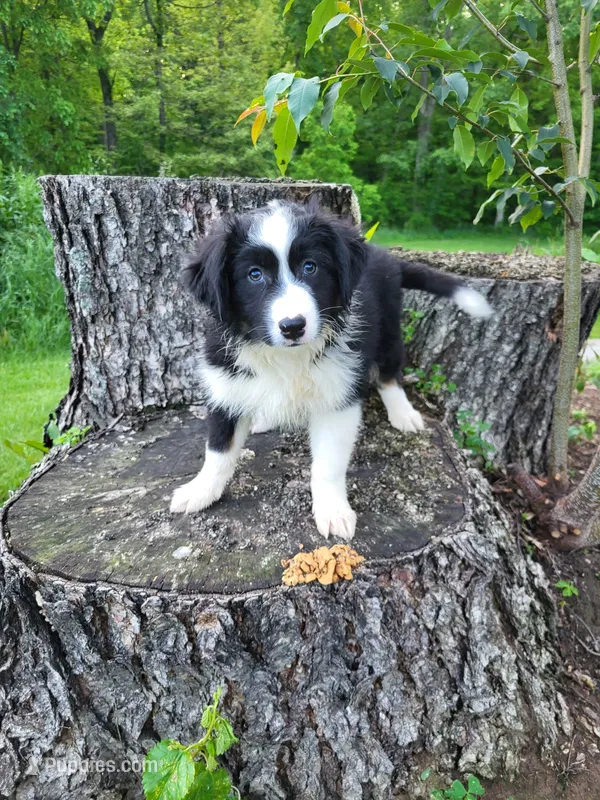 Jenny – Australian Shepherd puppy for sale in Jeromesville, OH