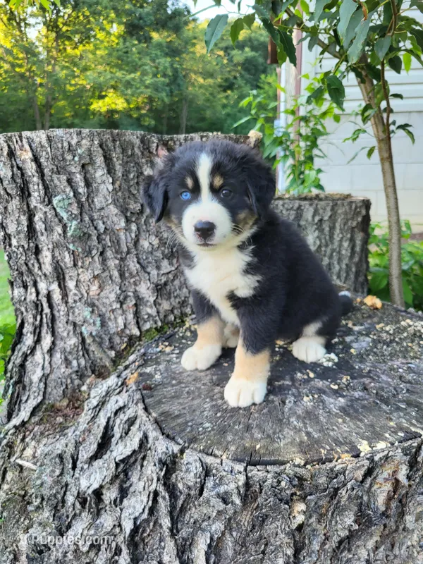 Buddy  – Bernese Mountain Dog, Siberian Husky puppy for sale in Jeromesville, OH
