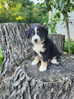 Buddy , a male Bernese Mountain Dog and Siberian Husky for sale in Jeromesville, OH – 1 of 4