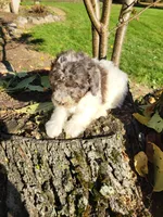 Oscar , a male Poodle - Miniature  for sale in Jeromesville, OH – 4 of 5