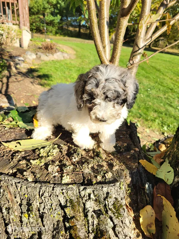 Corcky, a male Poodle - Miniature  for sale in Jeromesville, OH – 1 of 5