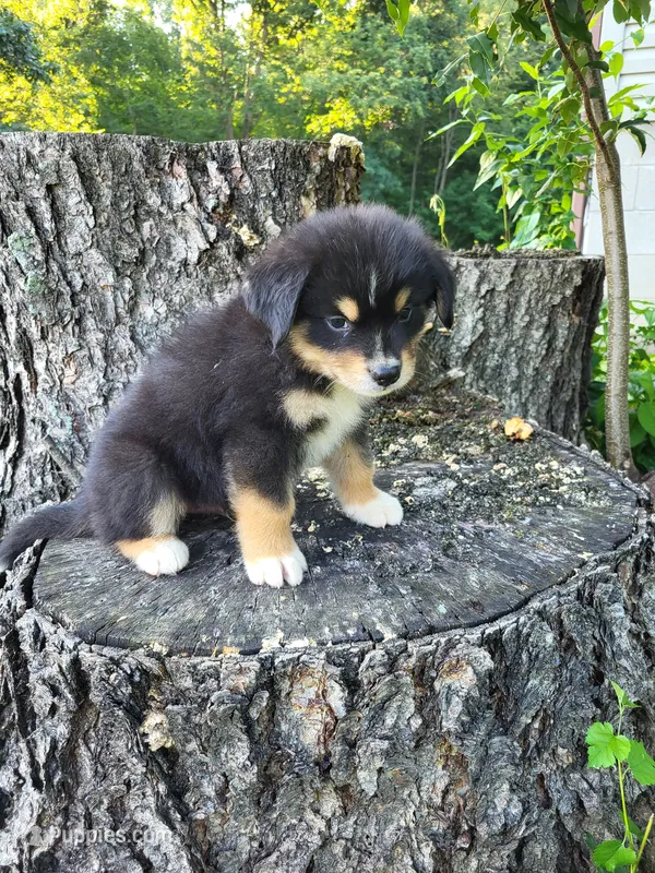Leo – Bernese Mountain Dog, Siberian Husky puppy for sale in Jeromesville, OH