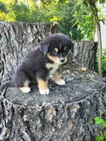Leo, a male Bernese Mountain Dog and Siberian Husky for sale in Jeromesville, OH – 1 of 4
