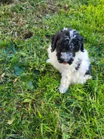 Ricky , a male Poodle - Miniature  for sale in Jeromesville, OH – 2 of 6