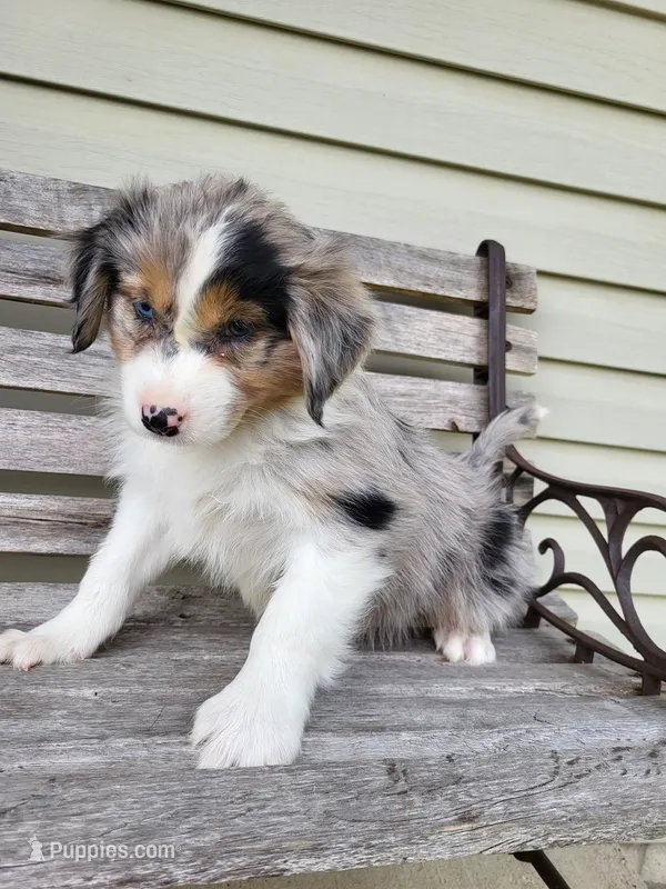 June – Australian Shepherd puppy for sale in Jeromesville, OH
