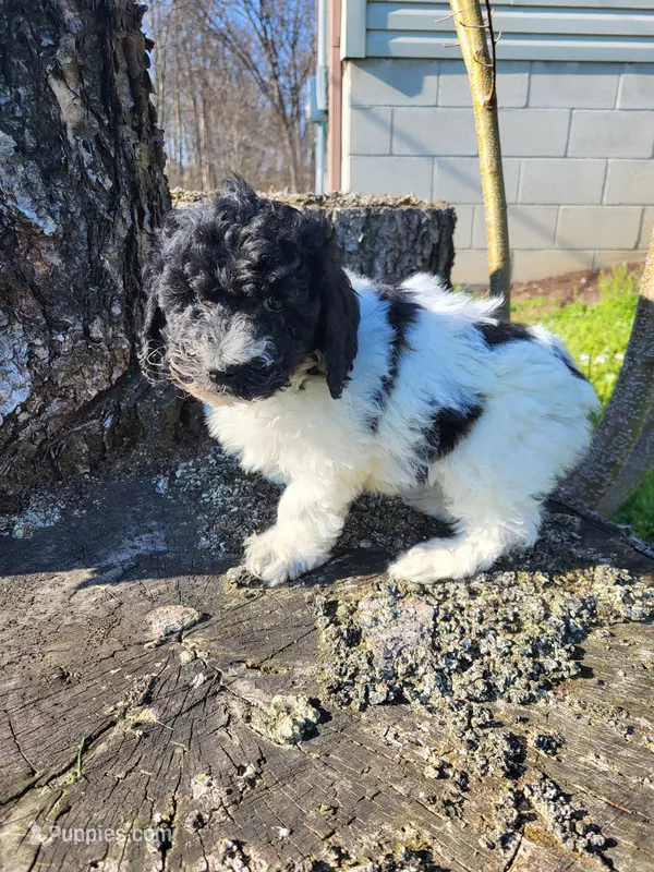 Bingo – Poodle - Miniature  puppy for sale in Jeromesville, OH