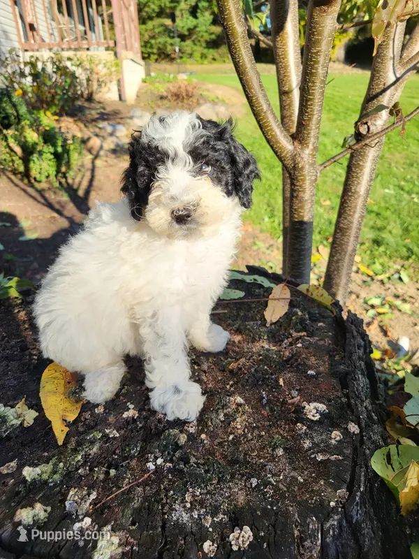 Penny, a female Poodle - Miniature  for sale in Jeromesville, OH – 1 of 4