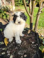 Penny, a female Poodle - Miniature  for sale in Jeromesville, OH – 1 of 4