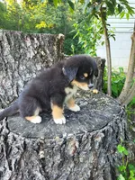Leo, a male Bernese Mountain Dog and Siberian Husky for sale in Jeromesville, OH – 3 of 4
