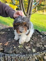 Beau, a male Poodle - Miniature  for sale in Jeromesville, OH – 7 of 7
