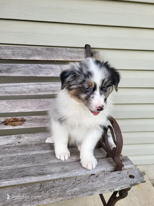 Jacki  – Australian Shepherd puppy for sale in Jeromesville, OH