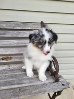 Jacki , a female Australian Shepherd for sale in Jeromesville, OH – 1 of 1