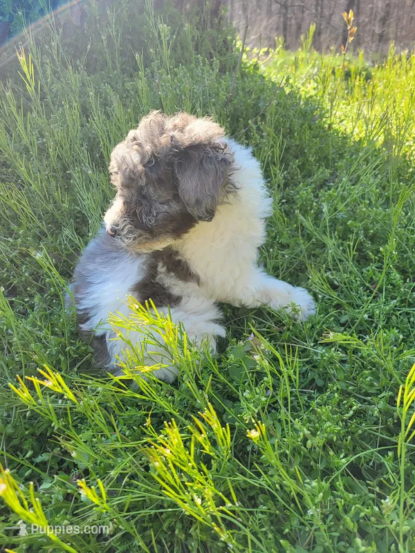 Melody – Poodle - Miniature  puppy for sale in Jeromesville, OH