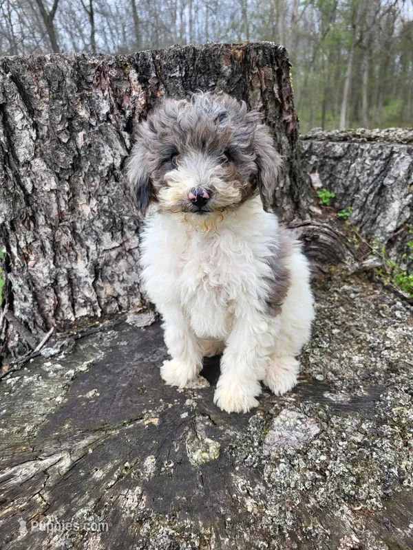Melody – Poodle - Miniature  puppy for sale in Jeromesville, OH