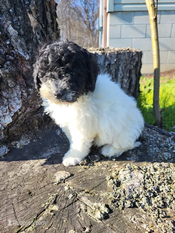 Cassie – Poodle - Miniature  puppy for sale in Jeromesville, OH