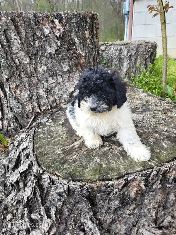 Cassie – Poodle - Miniature  puppy for sale in Jeromesville, OH