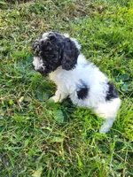 Ricky , a male Poodle - Miniature  for sale in Jeromesville, OH – 4 of 6