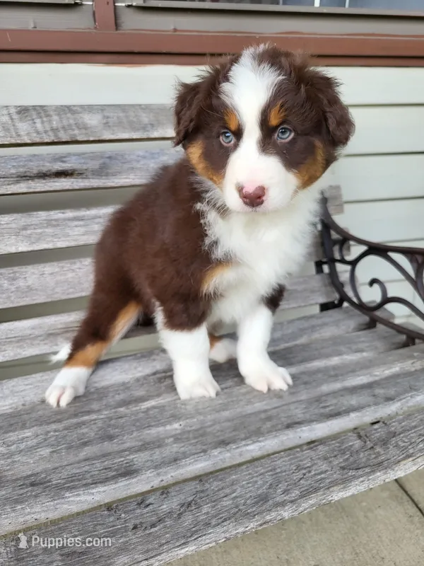 Penelope  – Australian Shepherd puppy for sale in Jeromesville, OH