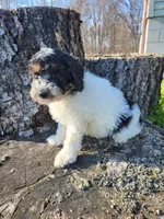 Corky, a male Poodle - Miniature  for sale in Jeromesville, OH – Photo 2 of 2