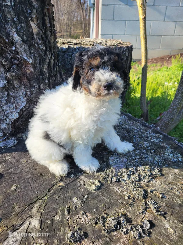 Corky – Poodle - Miniature  puppy for sale in Jeromesville, OH