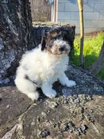 Corky, a male Poodle - Miniature  for sale in Jeromesville, OH – Photo 1 of 2